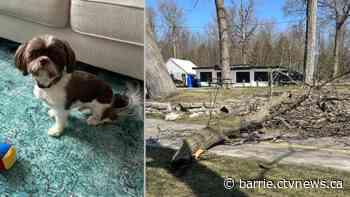 Midland woman's tiny pup saves her from massive falling tree branch