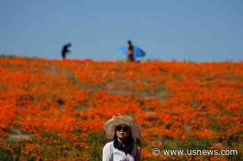 Wet Winter Gives Way to Colorful 'Superbloom' in US West