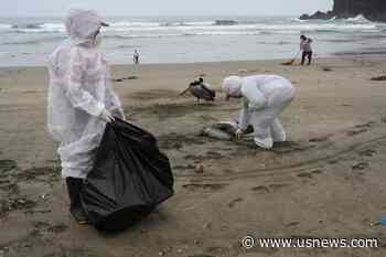 Bird Flu: Scientists Find Mutations, Say Threat Is Still Low