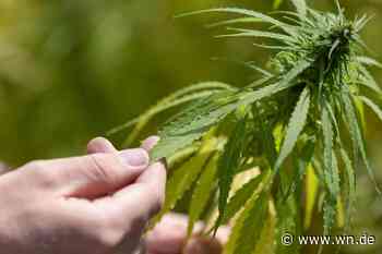 Das sagt Münsters Politik zur Cannabis-Legalisierung