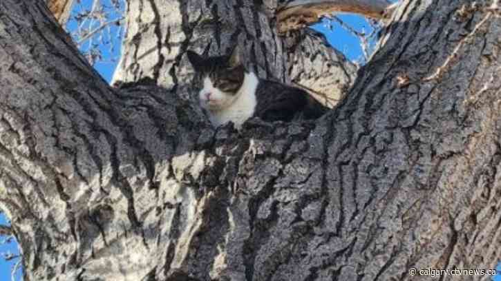 Cat rescued near northeast Calgary school after spending snowy night in tree