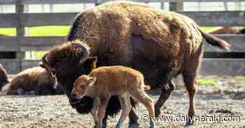 Fermilab welcomes first baby bison of spring