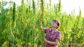 Cannabis-Aktien sind echt zum Rauchen