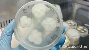 Tough plastics broken down by backyard fungi in 140 days, experiment finds