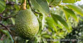The price of avo: costs rise as season ends
