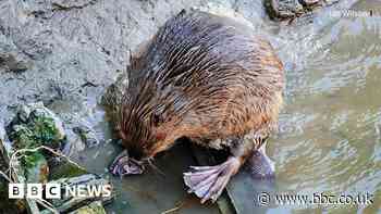 Beaver seen swimming near Bedminster Bridge in Bristol