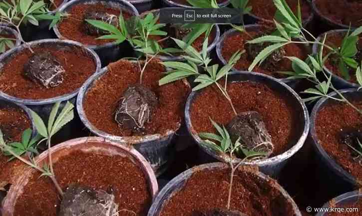 University of New Mexico offering new cannabis certification