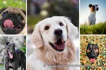 Most expensive and cheapest dog breeds in the UK revealed