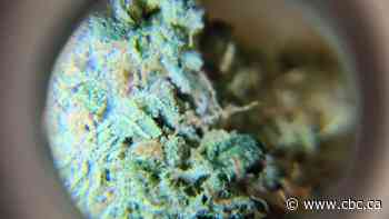 With pot rules under the microscope, some entrepreneurs say Ottawa is stunting the industry's growth