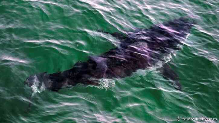 Proposed shark tourism project has to walk fine line to balance benefits and safety