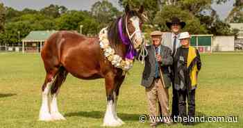 Heavy horse power on show at Hawkesbury