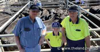 Maitland cow calf units to a sale top of $3300