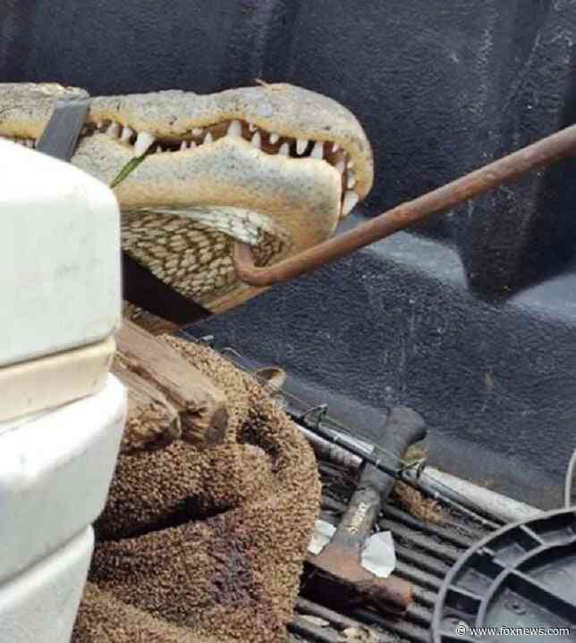 Elderly Florida man's leg bitten off by alligator, officials say