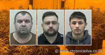 Three illegal Albanian immigrants jailed after £800,000 cannabis farm found in Dunston