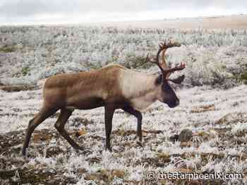 Doug Cuthand: Extreme efforts needed on climate change, UN report says