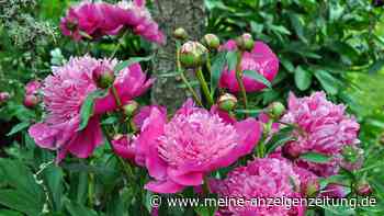 Für eine üppige Blüte: Düngen Sie Ihre Pfingstrosen im Frühling rechtzeitig