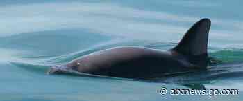 Experts doubt Mexico's pledge to protect endangered porpoise