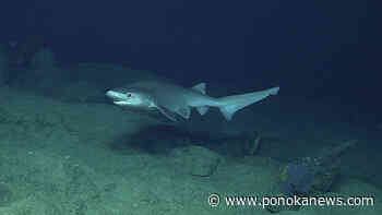 Proposed shark tourism project has to walk fine line to balance benefits and safety