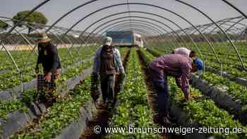 Erdbeeranbau sorgt in Spanien für heftigen Streit