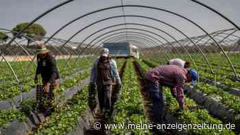 Erdbeeranbau sorgt in Spanien für heftigen Streit