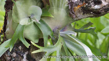 „Natur ist wunderschön“: „Surreale“ Pflanzen verzaubern das Internet 