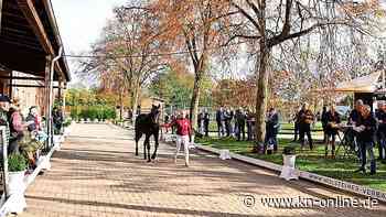 Pilotprojekt in Elmshorn: Holsteiner Körung vom 13. bis 16. Dezember 2023