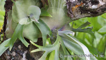 „Natur ist wunderschön“: „Surreale“ Pflanzen verzaubern das Internet 