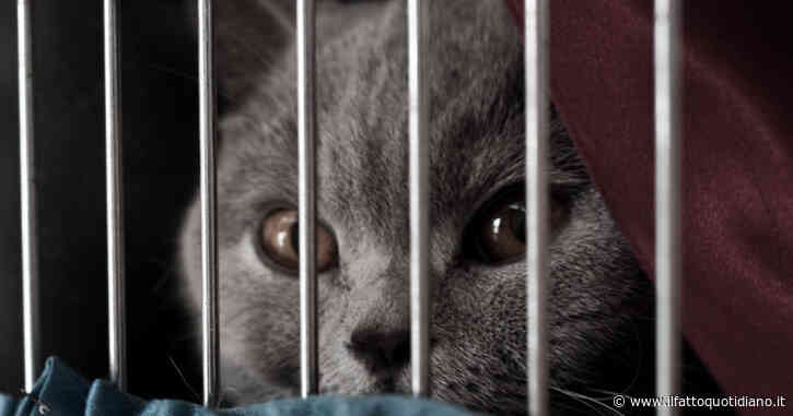“Mio marito ha portato via il mio gatto, lo ha messo in un rifugio per animali senza dirmelo”. Chiedo il divorzio: la storia