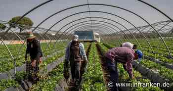 Erdbeeranbau sorgt in Spanien für heftigen Streit