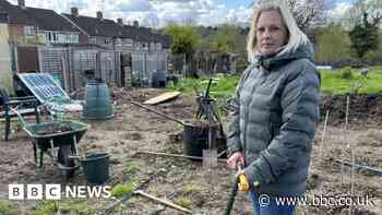 Police to investigate Harlow allotment salt sabotage