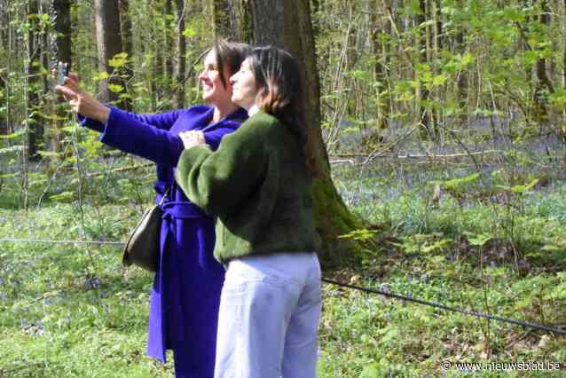 Buitenlanders vinden de weg naar Hallerbos: “Soms moeten anderen ons wijzen op een parel onder onze neus”