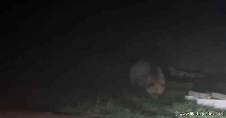 Trentino, si imbattono in un orso sulla pista ciclabile di Malosco. Il video girato da una donna che lo ha diffuso sui social