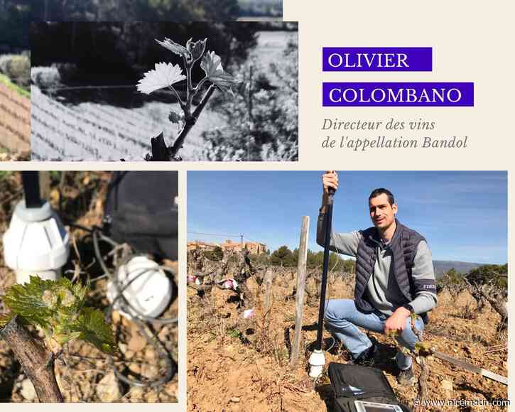 CARNET DE BORD. "Quand il s’agit de sa survie, la vigne est incroyable"