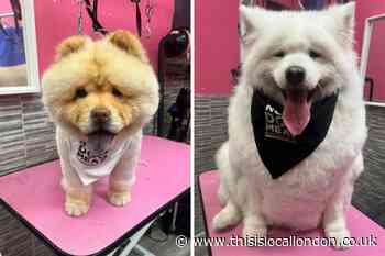 Dogs saved from Chinese meat trade get grooming session