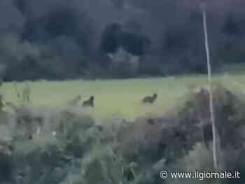 Dai cinghiali ai lupi: cosa succede a due passi da Roma