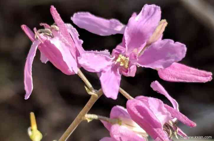 A Texas plant is threatened under the Endangered Species Act