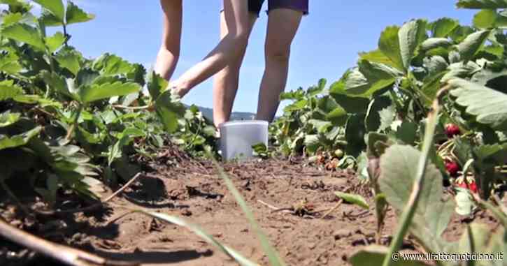 Paola Clemente, assolto l’imprenditore per il quale lavorava la bracciante morta nei campi