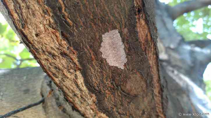 Officials want you to report and destroy this insect's eggs: What to know