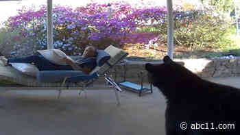 VIDEO: Asheville man is caught off gaurd by wonderihg bear