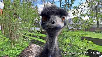 Polizeieinsatz in Großbritannien: Emu „Rodney“ nimmt Reißaus