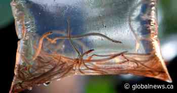 DFO shuts down lucrative baby eel fishery in Maritimes amid poaching, safety concerns