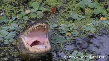 72-Year-Old Man Attacked by Gator, Losing Part of Leg in Central Florida