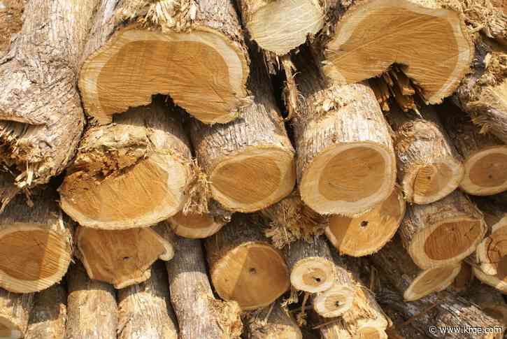 New Mexico fuelwood permits available soon