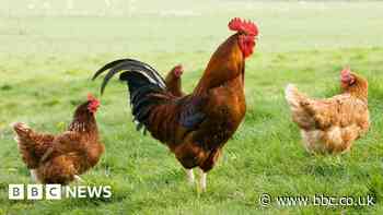 East Yorkshire bird flu outbreak as restrictions set to be eased