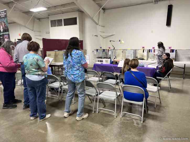 Hoosier Hissers Cat Show: A 'Purrfect' Experience