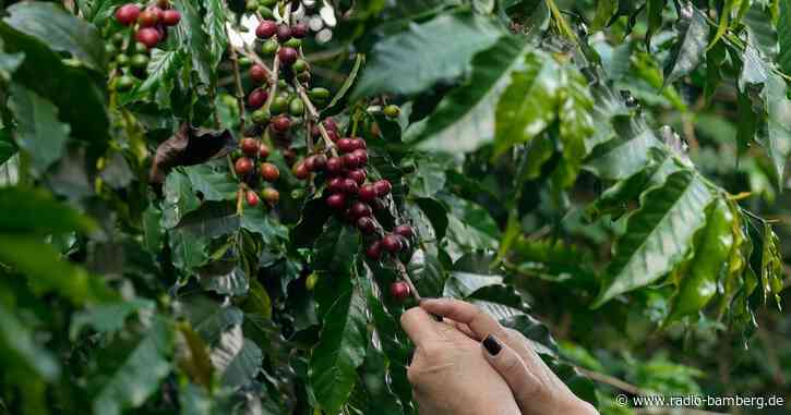 Empfindliche Bohnen: Wie der Klimawandel dem Kaffee zusetzt