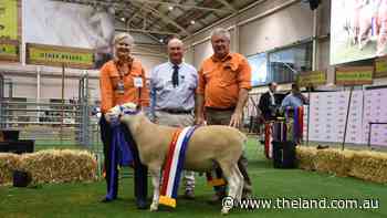 White Suffolk wins for Kinellar and Rocdell