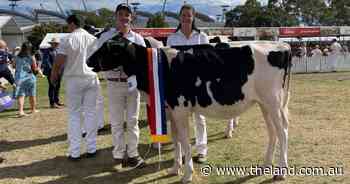 Young Holsteins heifers impress