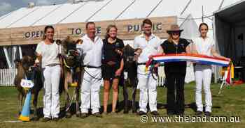Top gong for Cedar Vale Oliver Countess in junior Jersey judging
