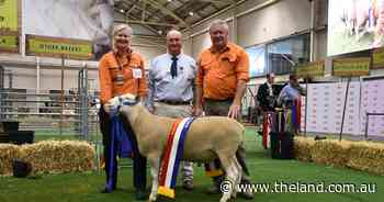 Kinellar and Rocdell whitewash the White Suffolk ring